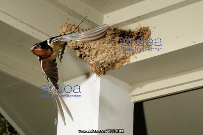 : Barn swallow : Barn swallow