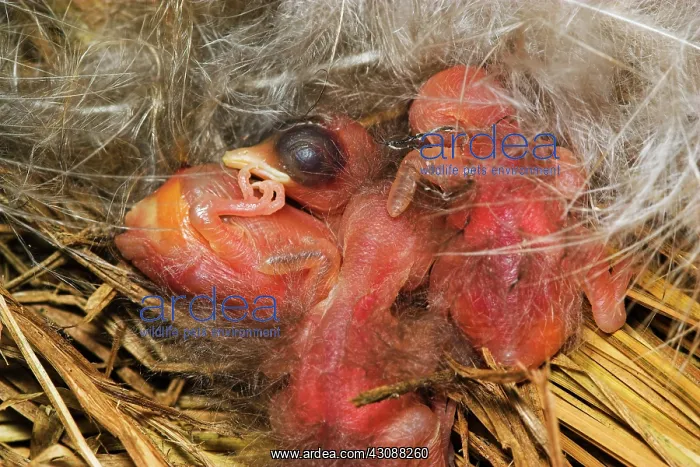 : Barn Swallow : Barn Swallow