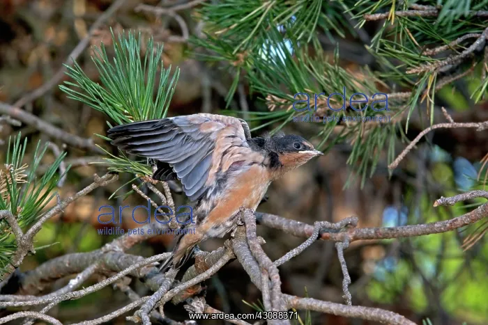 : Barn Swallow : Barn Swallow