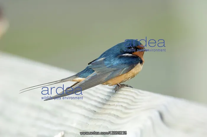 : Barn Swallow : Barn Swallow