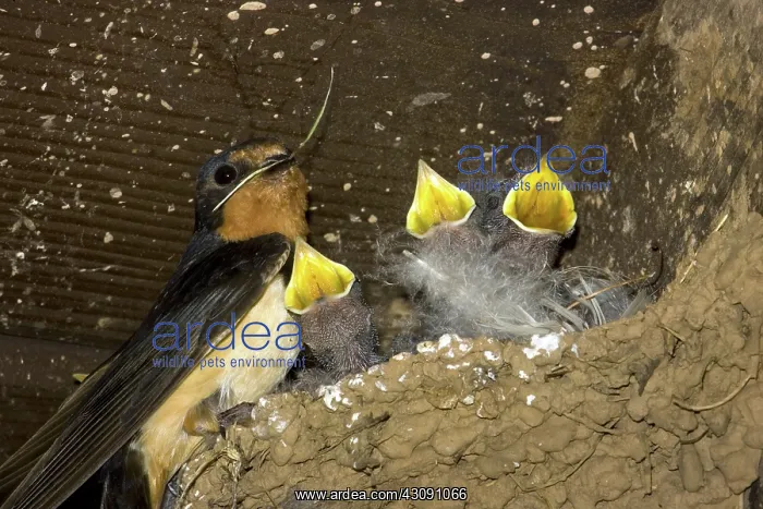 : Barn Swallow : Barn Swallow