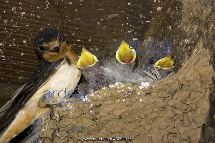 : Barn Swallow : Barn Swallow