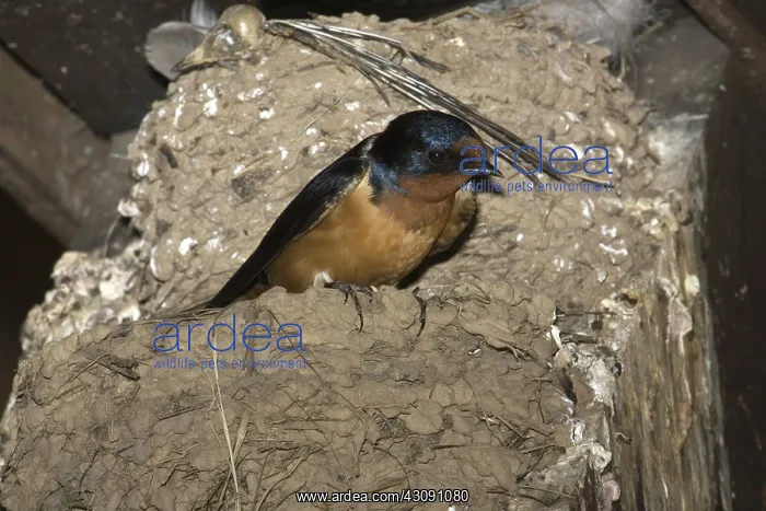 : Barn Swallow : Barn Swallow