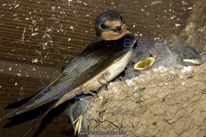 : Barn Swallow : Barn Swallow