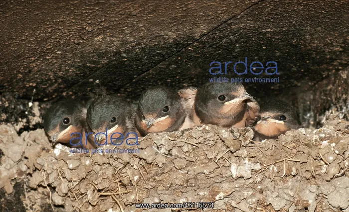 : Barn Swallow : Barn Swallow