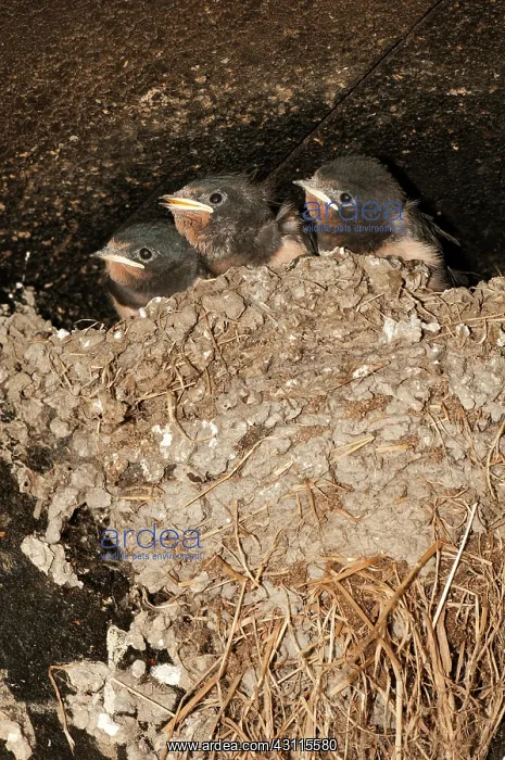 : Barn Swallow : Barn Swallow