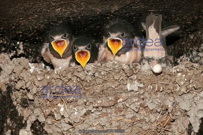 : Barn Swallow : Barn Swallow