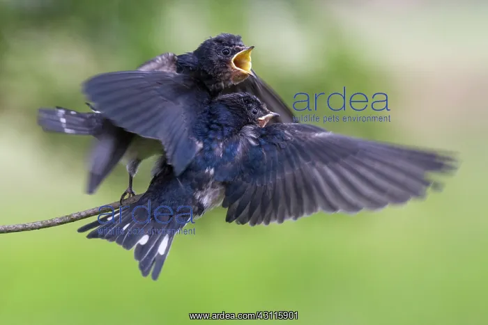  : Barn Swallow