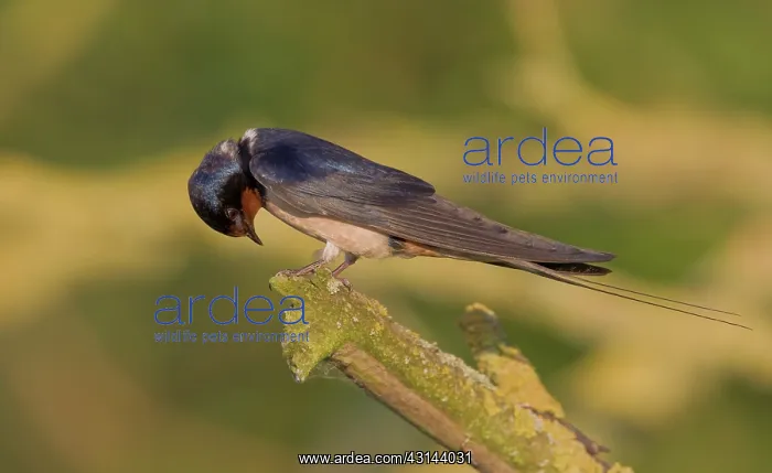 : Barn Swallow : Barn Swallow