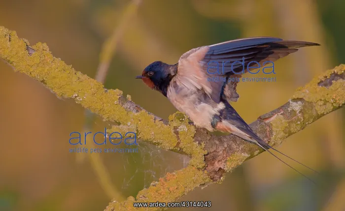 : Barn Swallow : Barn Swallow