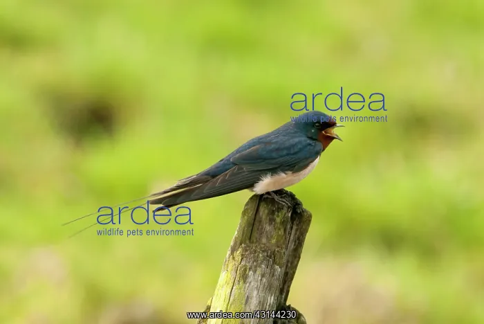  : Barn Swallow