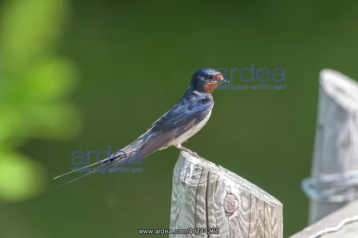 : Barn Swallow : Barn Swallow