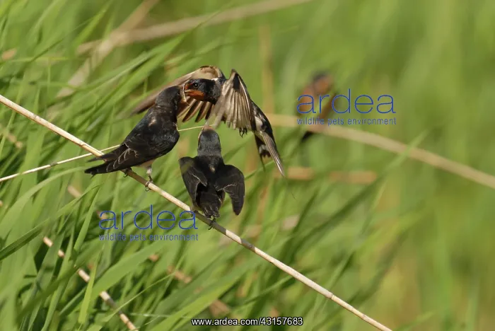: Barn Swallow : Barn Swallow