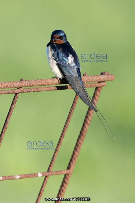: Barn Swallow : Barn Swallow