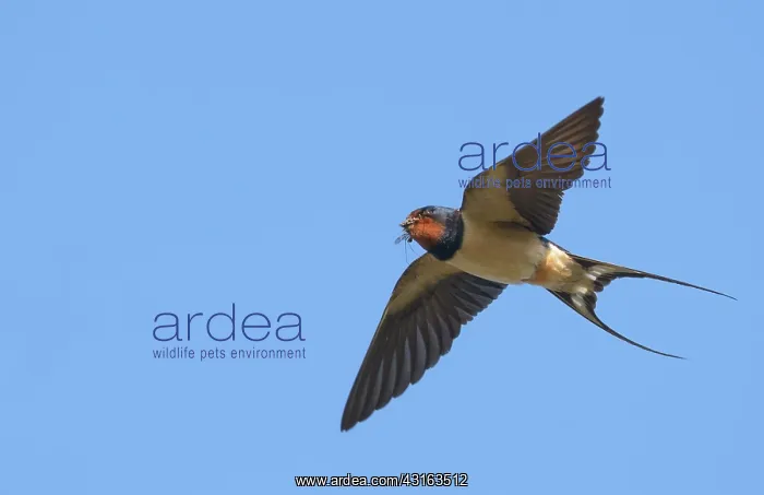  : Barn Swallow