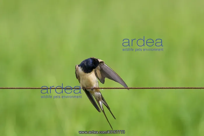 : Barn Swallow : Barn Swallow