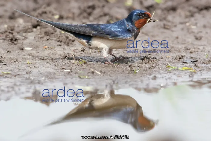 : Barn Swallow : Barn Swallow