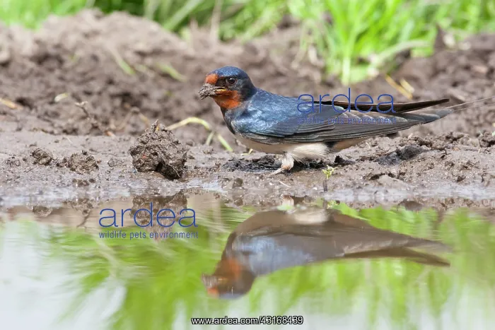 : Barn Swallow : Barn Swallow