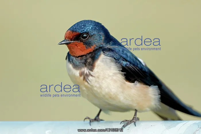 : Barn Swallow : Barn Swallow