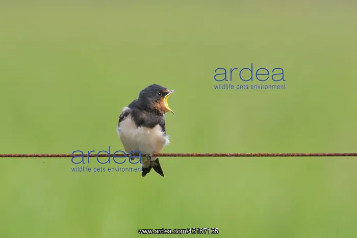 : Barn Swallow : Barn Swallow