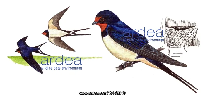 : Barn Swallow : Barn Swallow