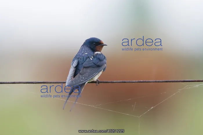 : Barn Swallow : Barn Swallow