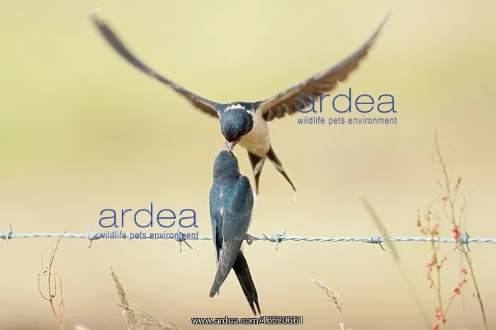 : Barn Swallow : Barn Swallow