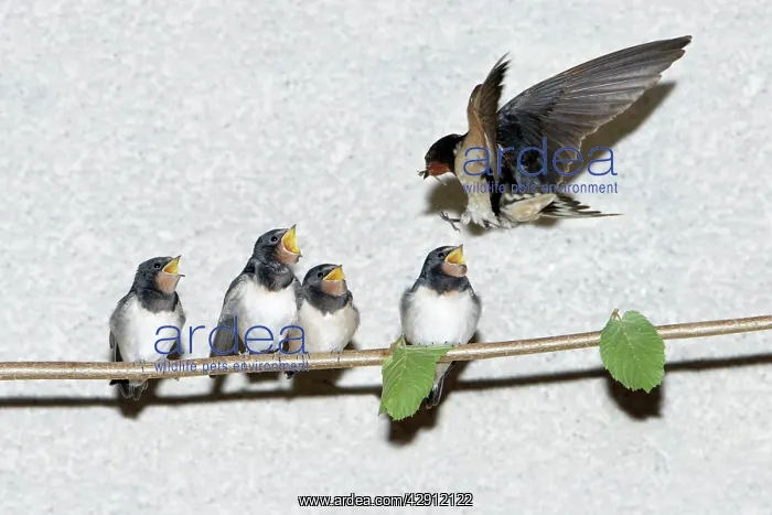 : Barn Swallow - adult feeding fledgelings : Barn Swallow - adult feeding fledgelings