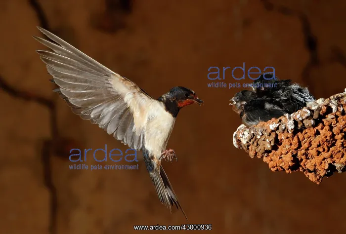 : Barn Swallow adult in flight feeding her brood : Barn Swallow adult in flight feeding her brood
