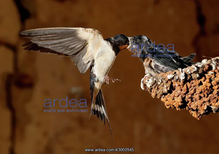 : Barn Swallow adult in flight feeding her brood : Barn Swallow adult in flight feeding her brood