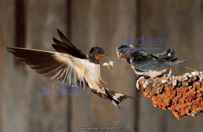 : Barn Swallow adult in flight feeding her brood : Barn Swallow adult in flight feeding her brood