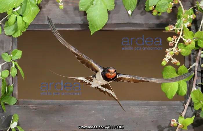 : Barn Swallow adult flying through a window : Barn Swallow adult flying through a window