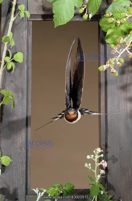 : Barn Swallow adult flying through a window : Barn Swallow adult flying through a window