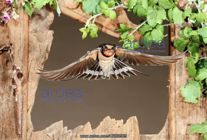 : Barn Swallow adult flying through a window frame : Barn Swallow adult flying through a window frame