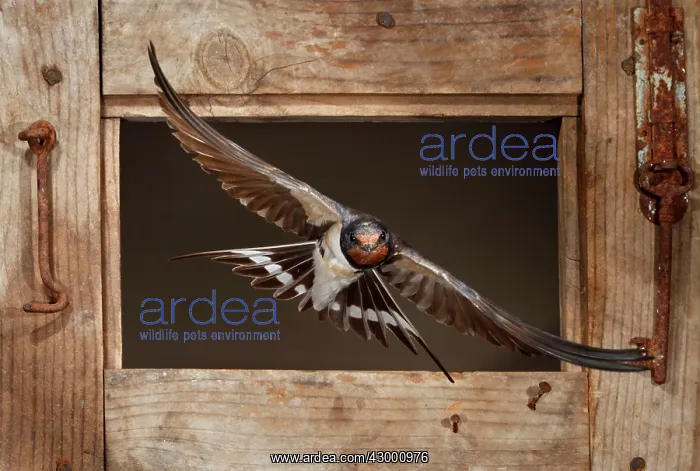 : Barn Swallow adult flying through a window frame : Barn Swallow adult flying through a window frame