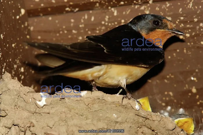 : Barn Swallow adult at nest with chicks : Barn Swallow adult at nest with chicks
