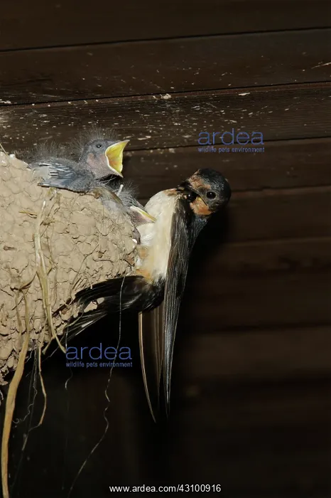  : Barn Swallow adult at nest feeding chicks