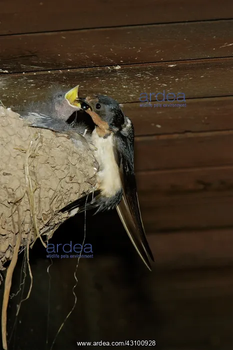 : Barn Swallow adult at nest feeding chicks : Barn Swallow adult at nest feeding chicks