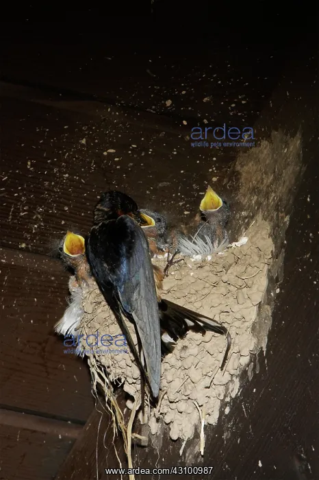 : Barn Swallow adult at nest feeding chicks : Barn Swallow adult at nest feeding chicks