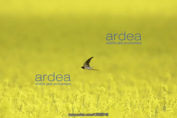 : Barn Swallow - adult swallow flying over flowering : Barn Swallow - adult swallow flying over flowering