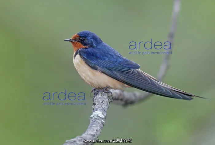 : Barn Swallow - in breeding plumage : Barn Swallow - in breeding plumage