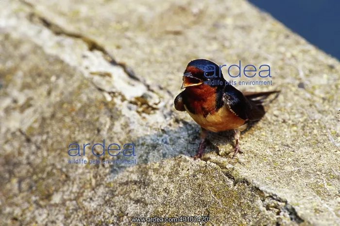 : Barn Swallow chick : Barn Swallow chick