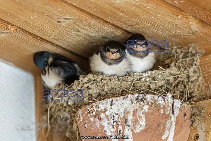 : Barn Swallow - chickens on nest - England, UK. Barn : Barn Swallow - chickens on nest - England, UK. Barn