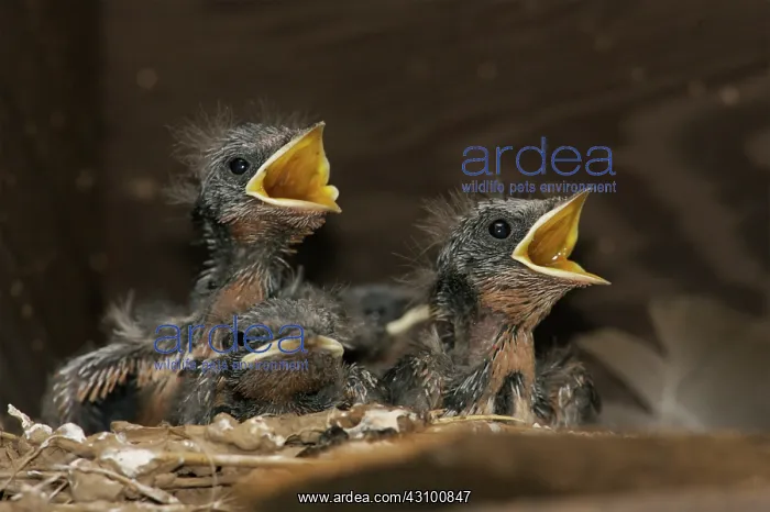  : Barn Swallow chicks