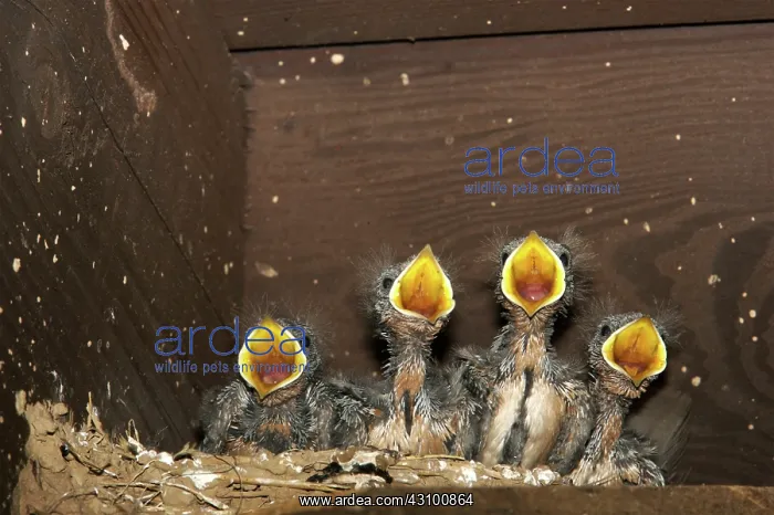  : Barn Swallow chicks