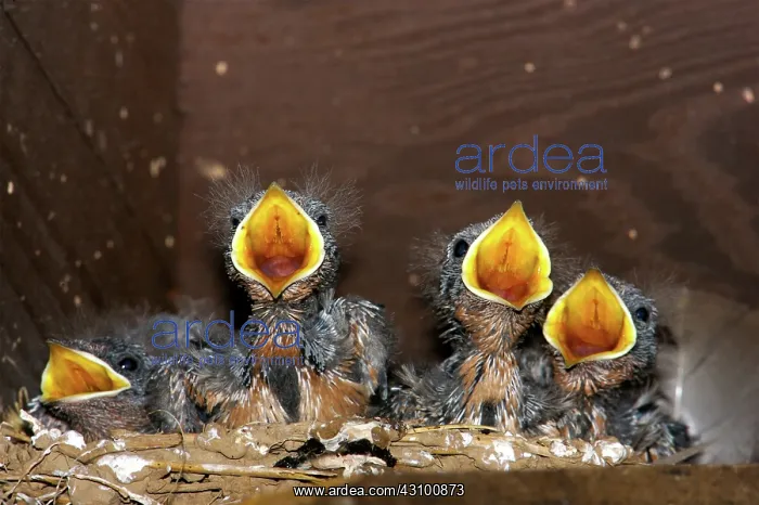 : Barn Swallow chicks : Barn Swallow chicks
