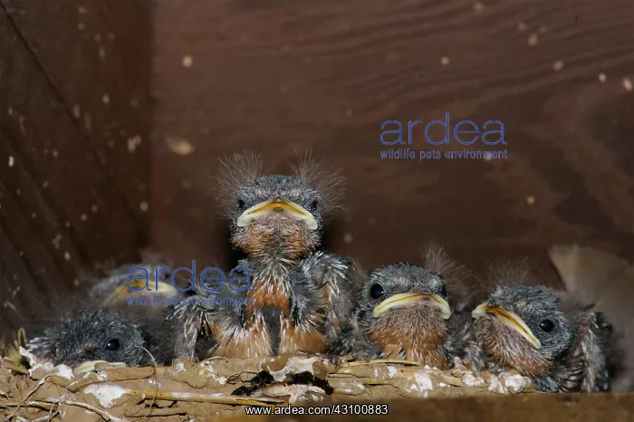: Barn Swallow chicks : Barn Swallow chicks