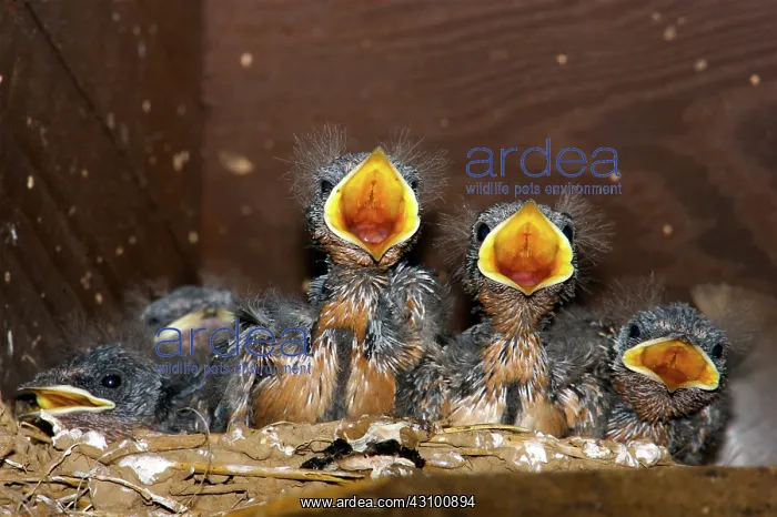 : Barn Swallow chicks : Barn Swallow chicks