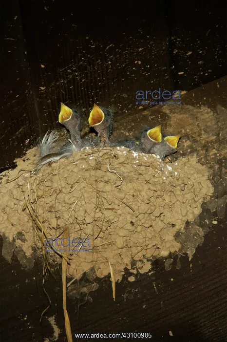  : Barn Swallow chicks