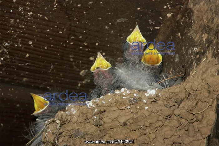 : Barn Swallow chicks : Barn Swallow chicks